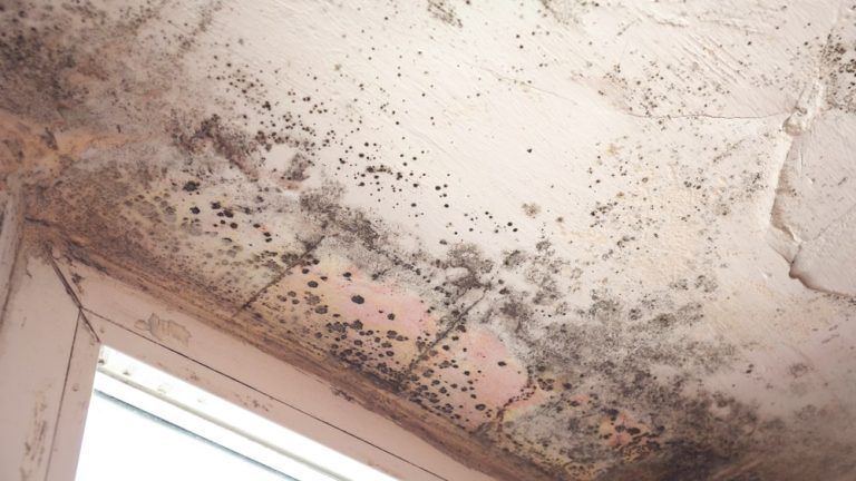 Damp & mould on wall and ceiling